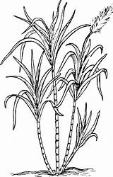 Sugarcane Drawing Plant Worksheet Getdrawings sketch template