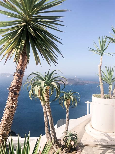 Santorini Greece Palms In 2020 Santorini Greece Instagram Travel