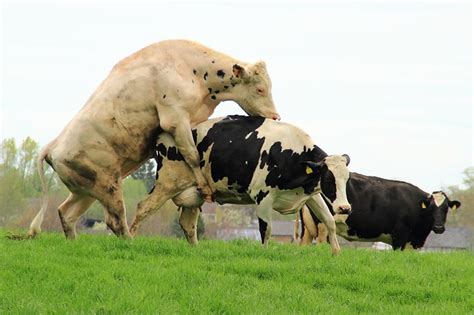 mating pairing cows · free photo on pixabay