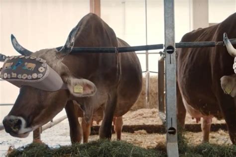 Russian Cows Wear Virtual Reality Headsets To Reduce Stress