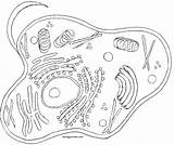 Celula Eucariota Biologia Nucleus Humana Biologycorner Eukaryotic Célula Prokaryotic Membrane Estructura Lysosome Cytoplasm Apparatus Golgi Worksheet Getdrawings Biology sketch template