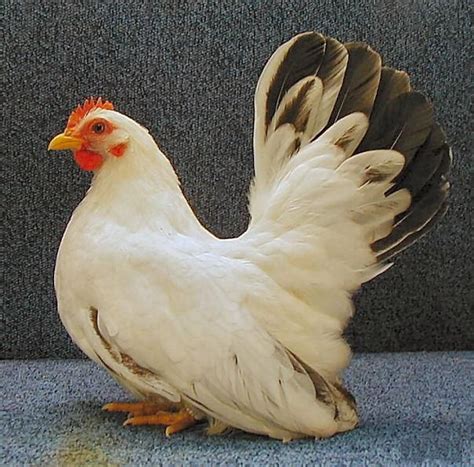 images  fancy chickens  pinterest