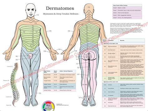 dermatomes nerve poster