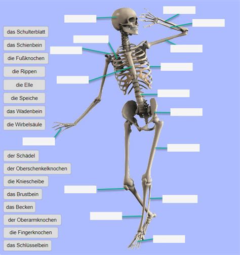 awasome das menschliche skelett arbeitsblatt ideas