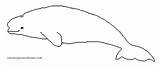Beluga Coloring 1063 Animals Pages Para Printable Colorear Dibujos Pintar Kb Belugas sketch template