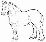 Coloring Pages Draft Horse Template sketch template