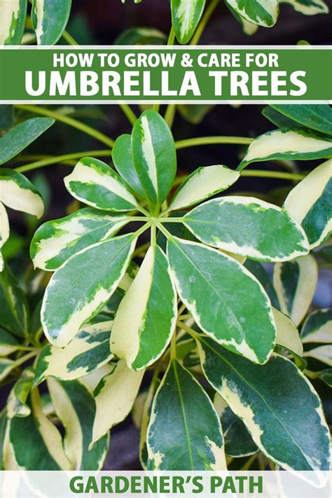 easy methods  develop   care  umbrella timber indoors