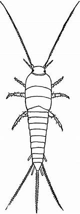 Silverfish Clipart Lepisma Etc Template Coloring Large sketch template