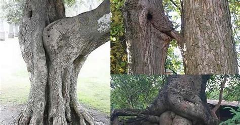 Tree Porn Imgur