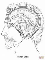 Cerebro Kolorowanka Mózg Rysunek Cervello Mozg Człowieka Supercoloring Druku Umano sketch template
