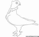 Canary Coloring Pages Kids Printable sketch template
