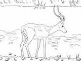 Coloring Pages Impala Antelopes sketch template