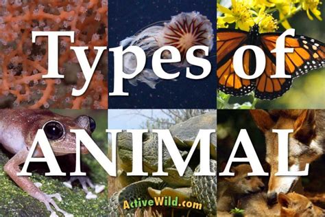 list   types  animals  pictures facts