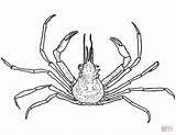 Crab Coloring Pages Decorator Drawing Graceful Printable Getdrawings sketch template