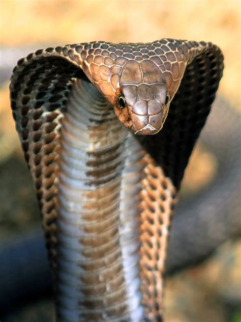 cobra snake