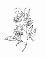 Pea Sweet Coloring Pages Flower Getcolorings Getdrawings sketch template