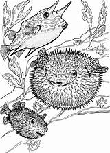 Fish Porcupine Coloring Cowfish Pages Categories sketch template