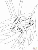 Coloring Frog Pages Frogs Tree Printable Colouring Eyed Red Coqui Green Stadium Adult Drawing Choose Board Comments Popular Animal Getdrawings sketch template