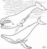 Humpback Arctic Malvorlagen Ausmalbilder Baleine Whales Requin Imprimer Frais Wale Designlooter sketch template
