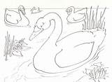 Patito Feo Duckling Imágenes sketch template