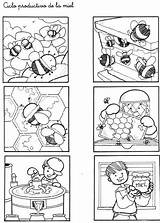 Ciclo Abejas Bees Kids Secuencias sketch template