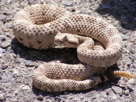 rattlesnakes critter getter pest control  wildlife management