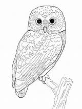 Coloring Pages Barn Owl Printable Birds Via sketch template