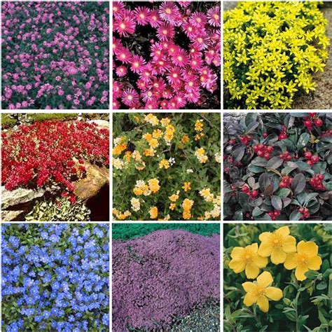 colorful groundcovers ground cover plants garden landscaping plants