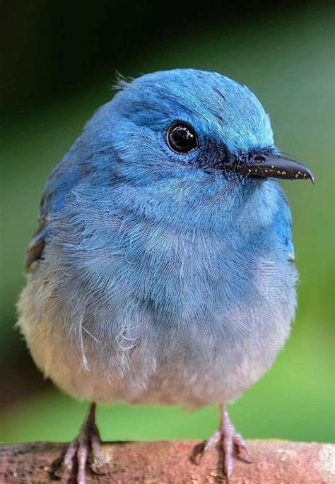 Little Bluebird Of Happiness Makes Me Smile Uccelli Selvatici