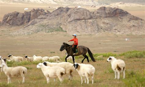 number  mongolian livestock reaches  million newsmn