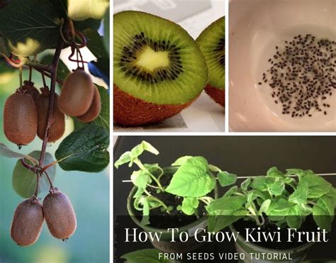 grow  kiwi fruit  seed easy video instructions grow kiwi
