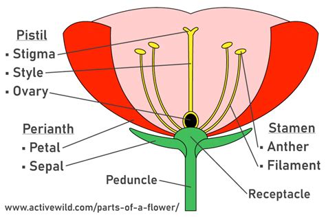 parts   flower identified explained diagram