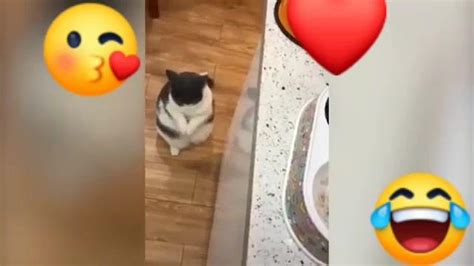 Sophie Cat Fans Videos