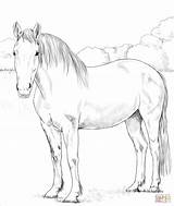 Coloring Pages Irish Draught Horse Printable Supercoloring Drawing Horses Colouring Animals Drawings Visit sketch template