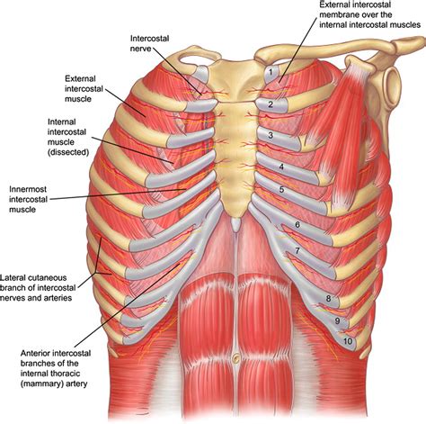 figure   relevant surgical anatomy   chest wall semantic