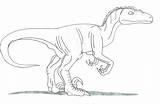 Velociraptor Coloring Pages Printable Getcolorings Color Getdrawings sketch template