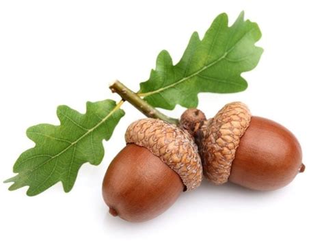 amazing benefits  acorns organic facts