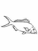 Snapper Coloring Yellowtail Pages Drawing Printable Yellow Perch Bluegill Paper Categories Getdrawings Silhouettes sketch template