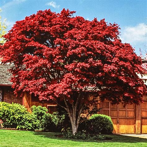 spring hill nurseries red foliage japanese maple acer tree