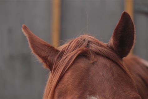 paarden hebben oren als telescopen een oor naar voren en de ander naar achter natural