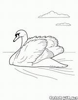 Cisne Swan Cigno Cygne Malvorlagen Colorkid Stampare Oiseaux Aves Fliegen Colorier Coloriages sketch template