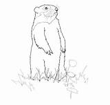 Groundhog Coloring sketch template