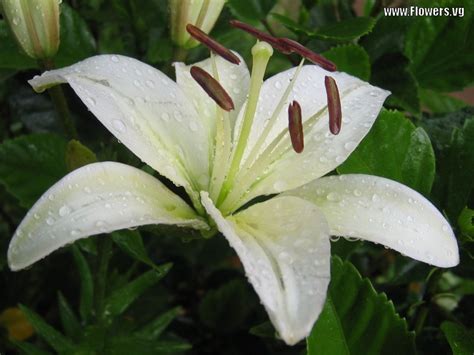 laura shamrock white lily