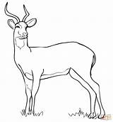 Antelope Kob Uganda Coloring Pages Drawing Kudu Woodland African Color Getdrawings Supercoloring Categories sketch template