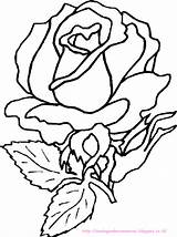 Roses Bunga Mawar Mewarnai Untuk Paud Coloriages Berbagai Macam Rosen Aneka Temukan sketch template
