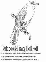 Coloring Mockingbird State Pages Texas Tennessee Bird Florida Symbols Geography Mississippi Ws Kidzone Printable Kindergarten Arkansas Worksheets States Studies Social sketch template