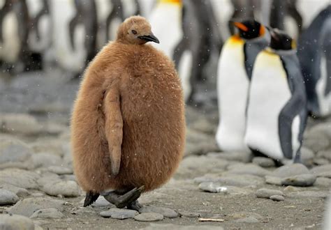 baby penguin rabsoluteunit