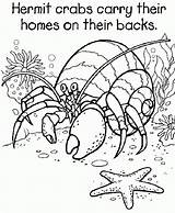 Crab Hermit Carle Graders Crabs Coloringhome Azcoloring sketch template
