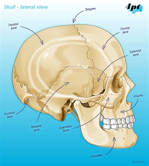 human skull illustration pt limited