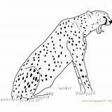 Cheetah Howling sketch template